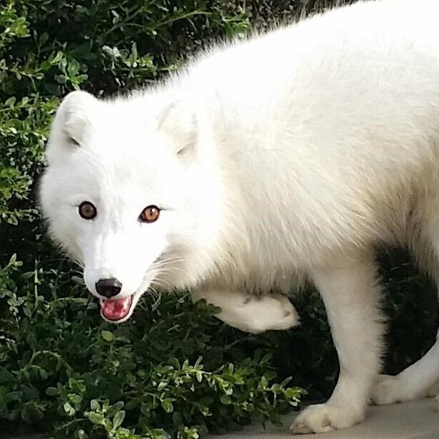 white fox in front of pine needles