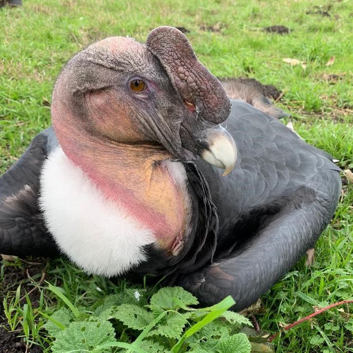 large condor crouched in grass