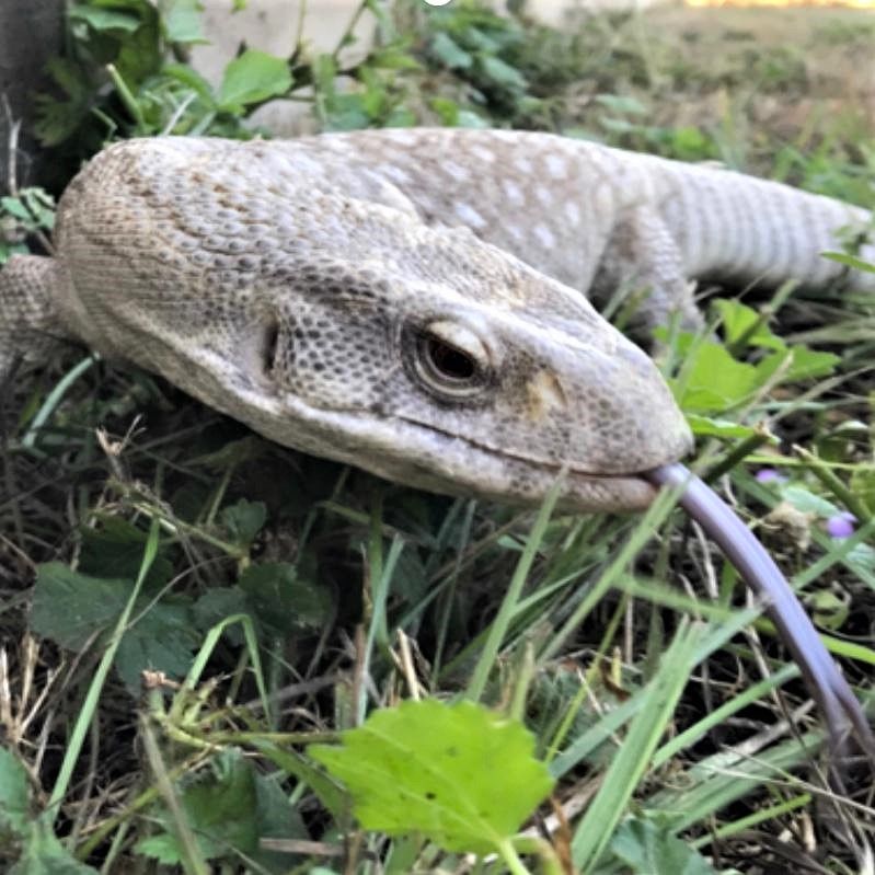 close up of light gray monitor lizard sticking forked tongue out