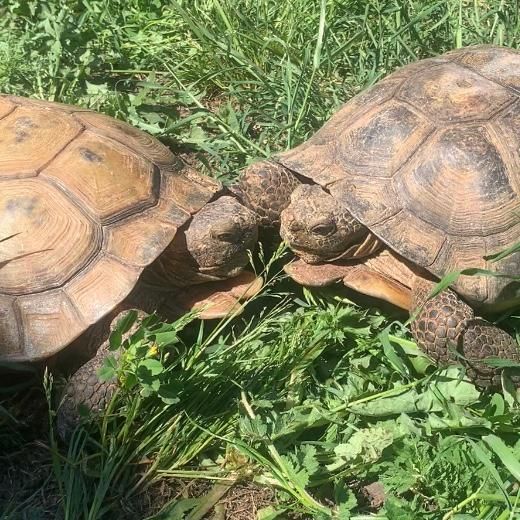 two khaki-colored tortoises nose-to-nose on grass