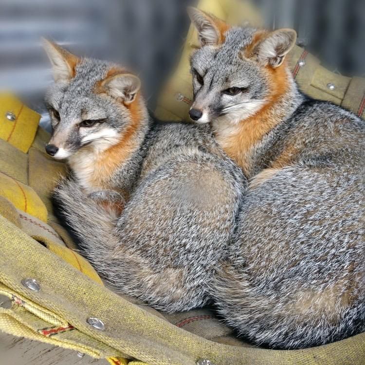 two gray foxes curled up in a recycled fire hose hammock