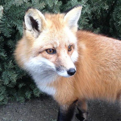 red fox in front of pine tree