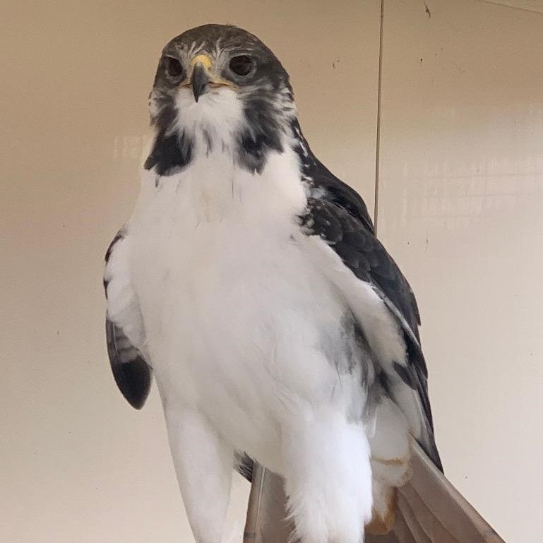 white breasted hawk-like bird with a dark back in a wooden enclosure