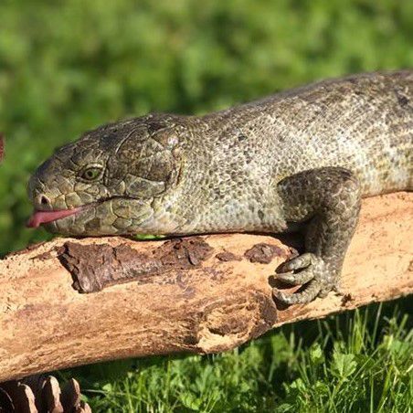 close up of a skink on a branch in the grass