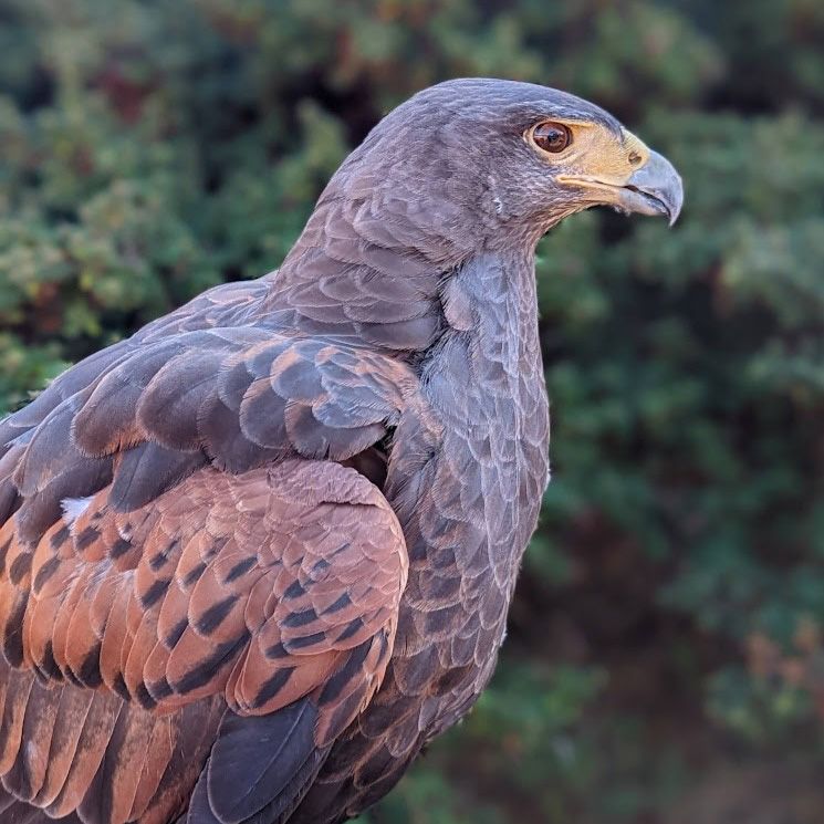 profile of dark reddish-brown hawk against dark leafy background