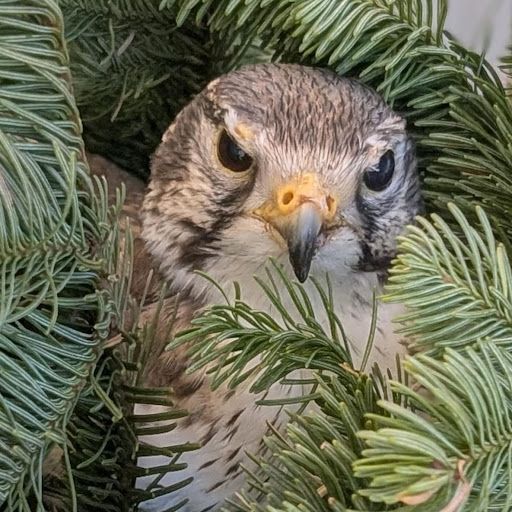 Tan-and-cream-colored falcon sitting in the branches of a dried Christmas tree