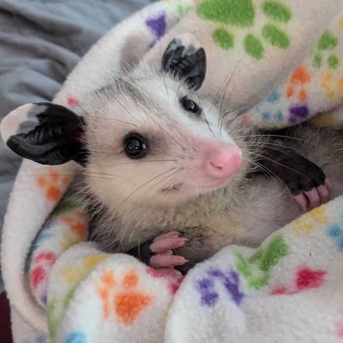 opossum cuddled in a white fleece blanket that is printed with multi color cat paw prints