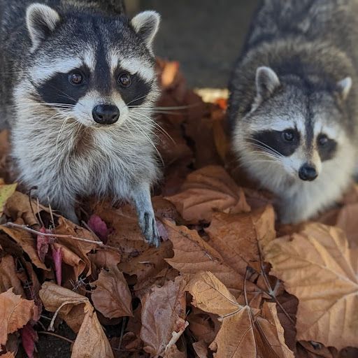 two raccoons playing in brown autumn leaves