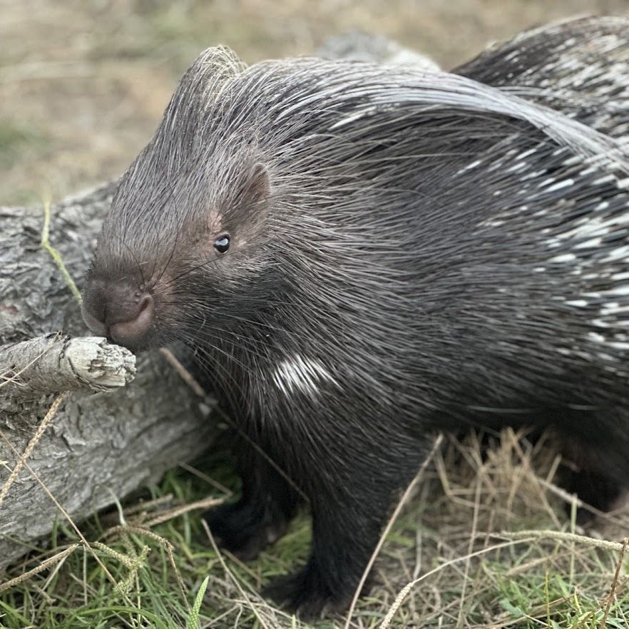 african crested porcupine sniffing at a log