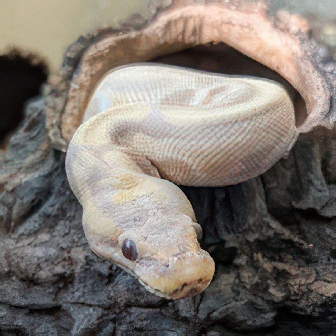 close up of light tan snake with a light yellow pattern. she is just emerging from a wooden hiding place