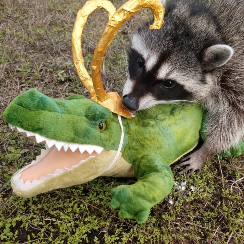 raccoon hugging a green stuffed alligator