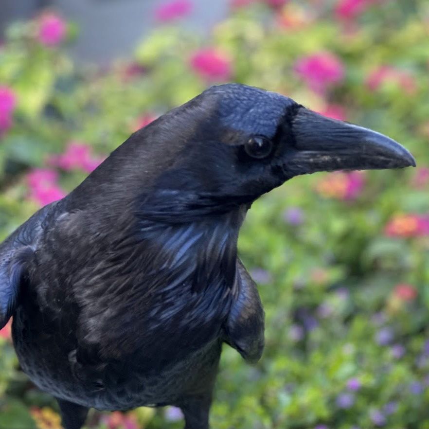 large blue-black raven (bird) against a background of green foliage with pink flowers